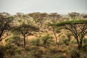Trees thickly dot an African plain.