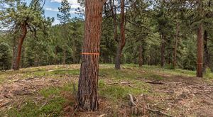Front Range of the Rockies after forest thinning to prevent hot wildfires.