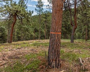 Front Range of the Rockies after forest thinning to prevent hot wildfires.