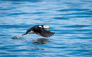 A puffin flying over water.