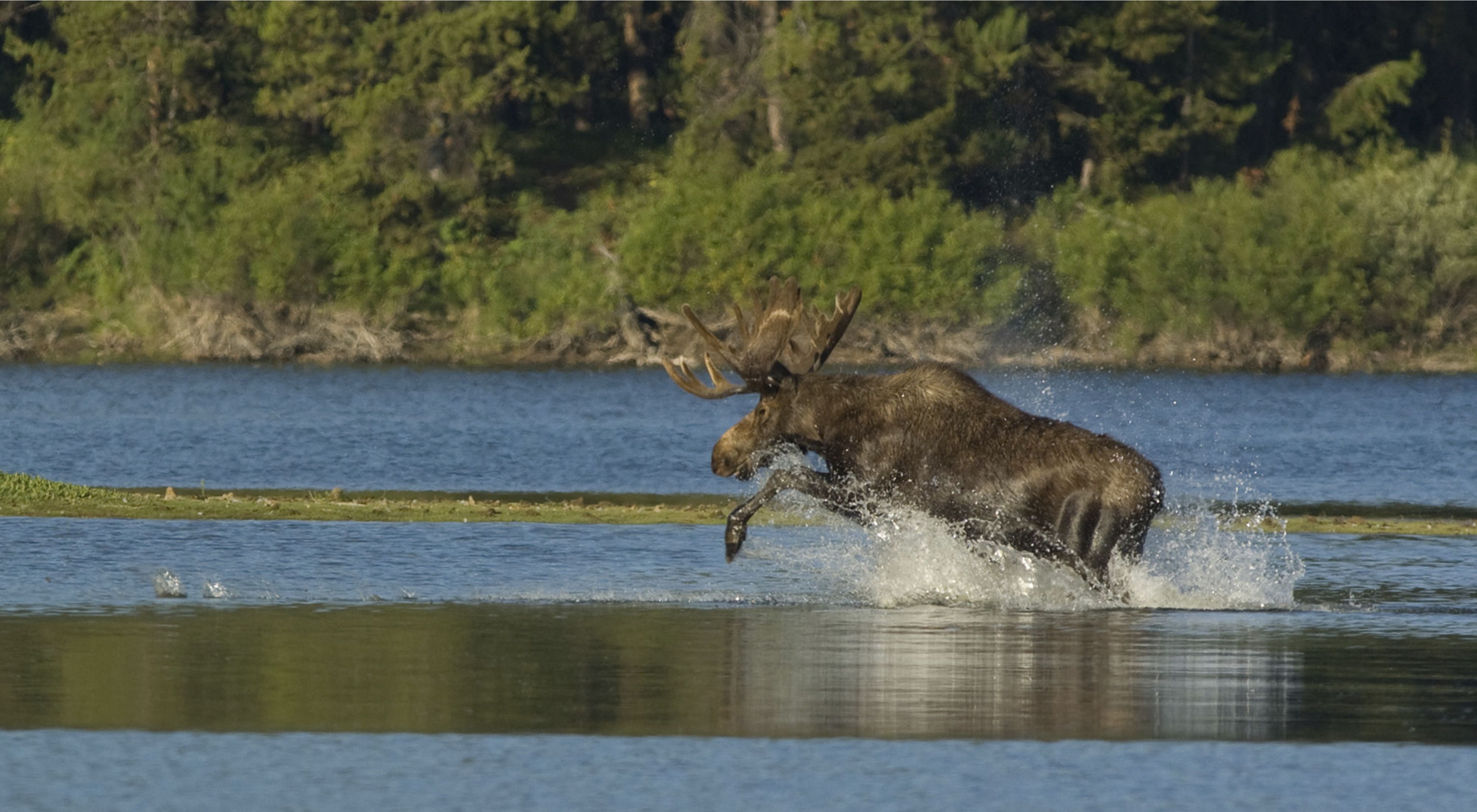 A male moose splashing through water several feet deep.