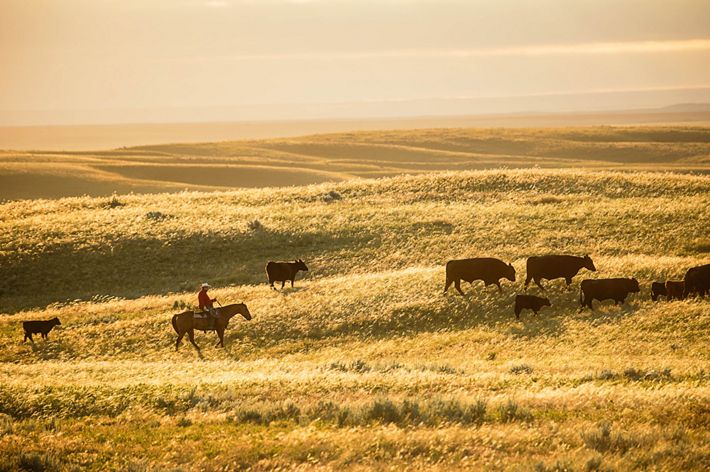 Landscape view of a person on horseback herding cattle across a vast golden grassland.