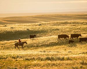 Rider on Matador Ranch