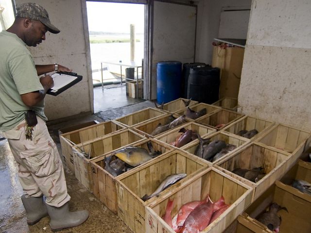 A fresh catch of fish arrives at Phillips Seafood docks next to Pelican Point Seafood Restaurant along the Sapelo River in McIntosh County, Georgia.