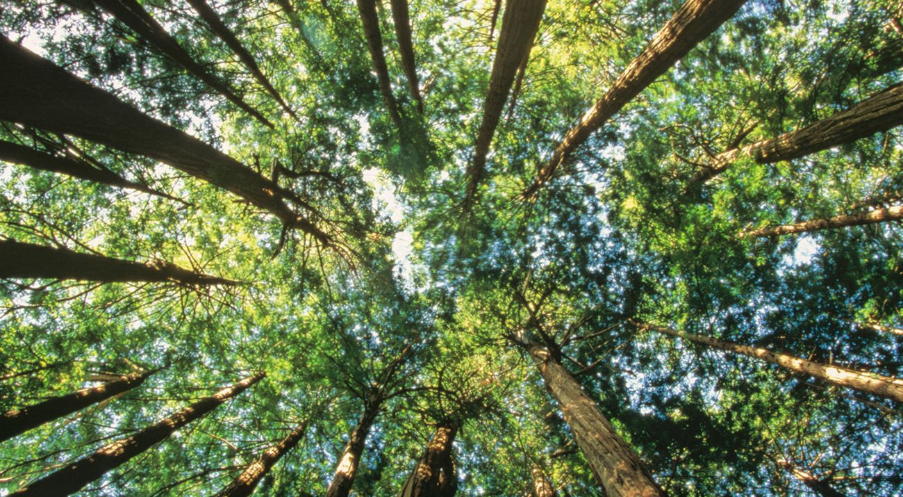 forest