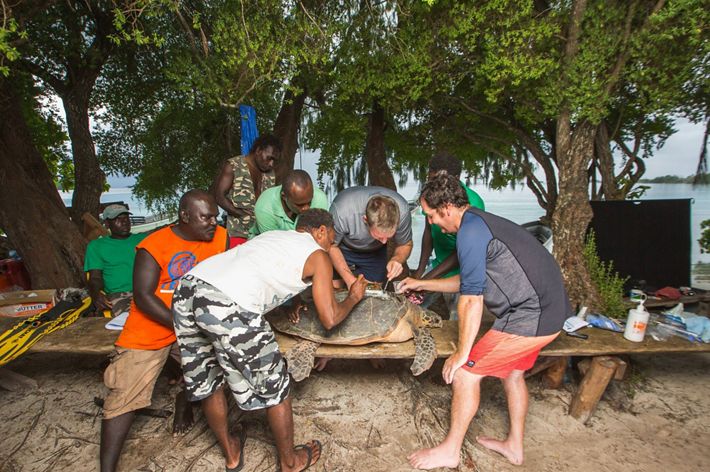 Scientists attach tracking devices to hawksbill turtles.