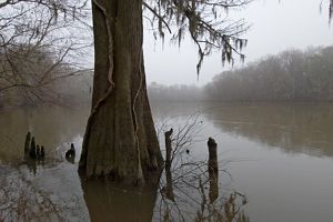wetland