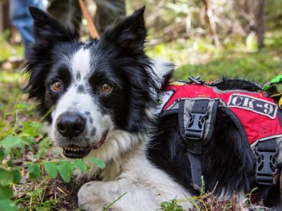 close-up of Frehly the border collie while he lies down for a break