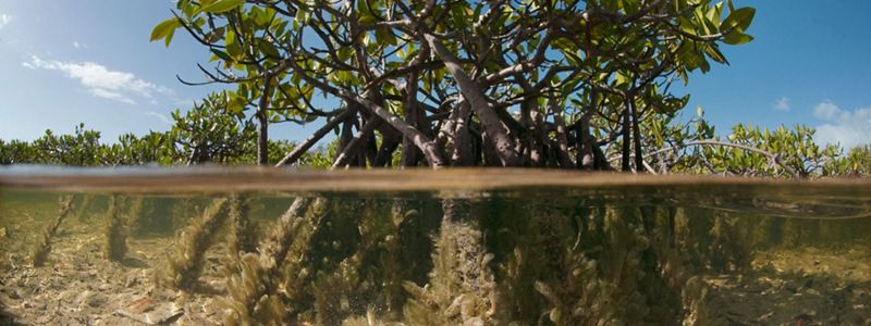 Mangrove photoed from the waterline showing the plant above and below the water.