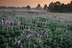 A field of blue lupine blooming at Kitty Todd Nature Preserve.