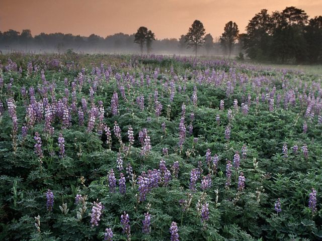 Field of wild blue lupine at sunset at Kitty Todd Nature Preserve.