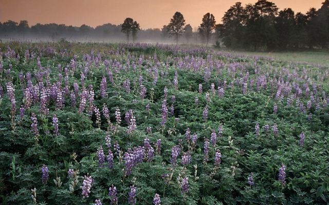 Landscape view of a field of purple lupines.