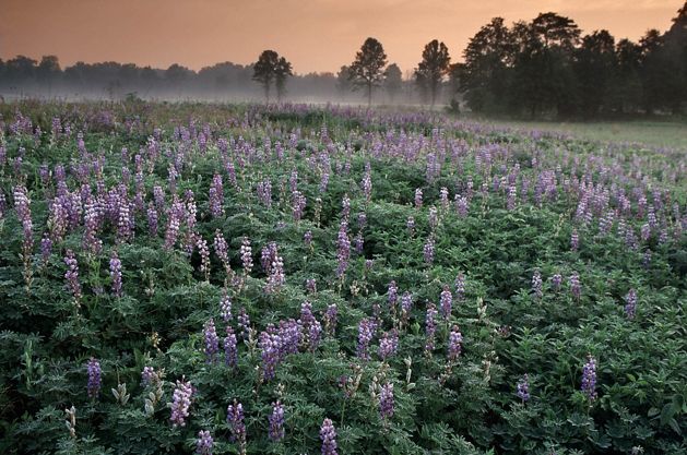 Blue lupine blooming at Kitty Todd Nature Preserve.