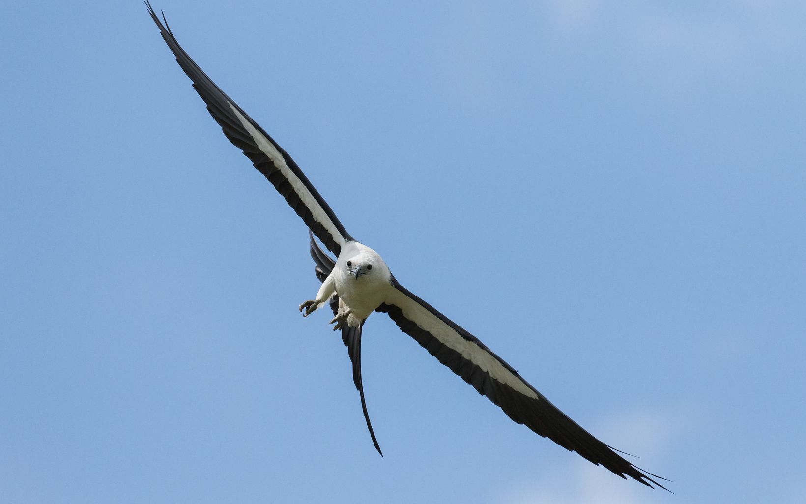 a large black and white bird in flight in a blue sky