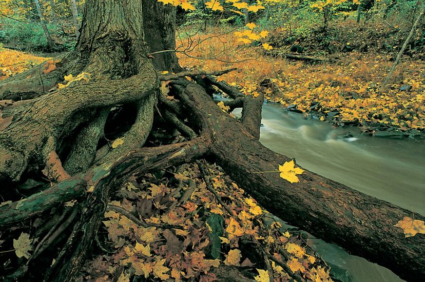 A narrow creek rushes past the exposed roots of a tall tree. The ground is covered with golden leaves.