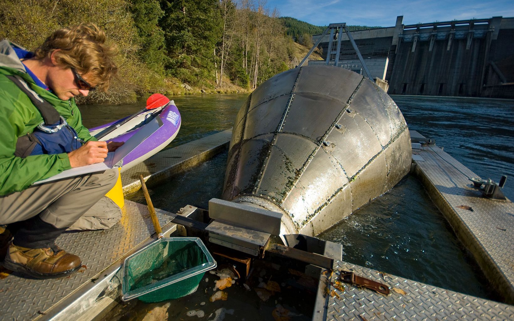 Doug Garletts, a fisheries biologist with the U.S. Army Corps of Engineers, inspects a fish trap below Lookout Point Dam located at Willamette River at Lowell, Oregon .