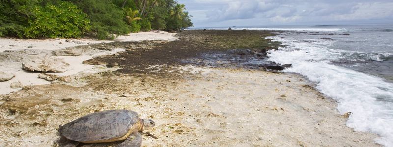 A turtle on a beach facing towards the water.