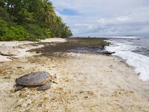 a large turtle on a sandy beach