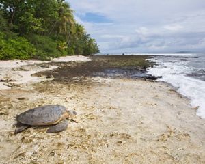 a large turtle on a sandy beach