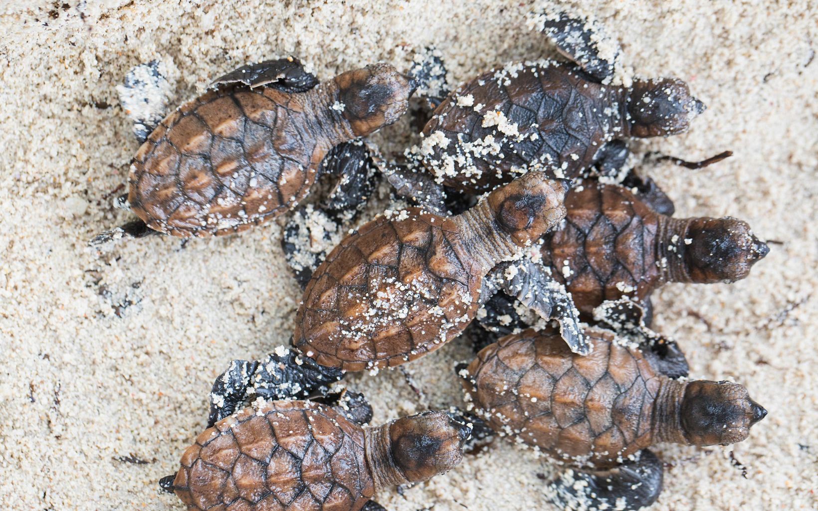 a bunch of baby sea turtles in the sand