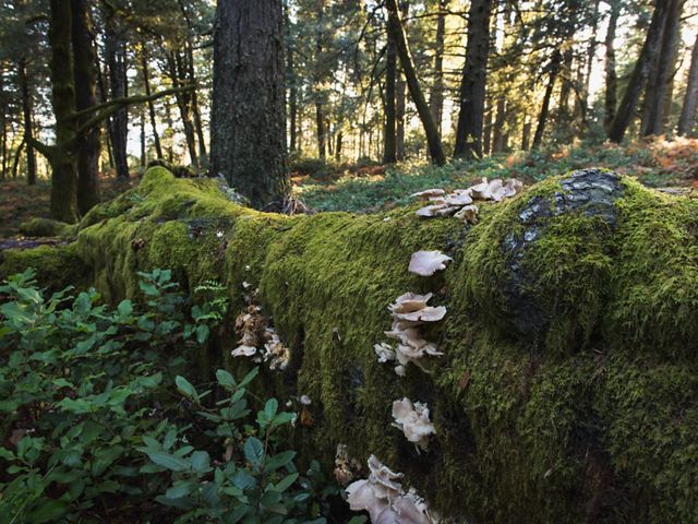 A close up of a mossy log in a pacific northwest forest.