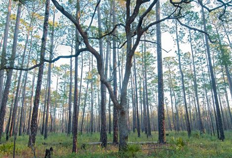 A view into a forest of tall, thin pine trees.
