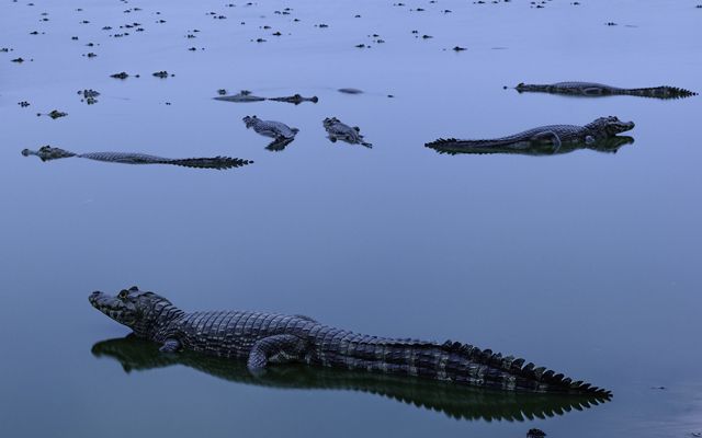 Dozens of alligators in Brazil's Pantanal wetland area.