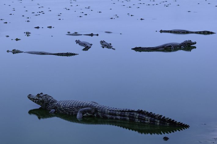 Dozens of alligators in Brazil's Pantanal wetland area.
