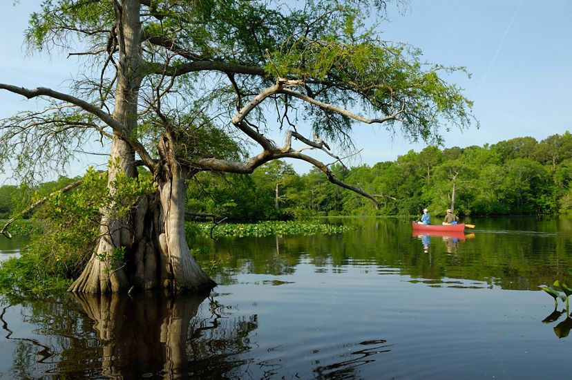 Two people in a canoe paddle along a wide, flat creek. The creek shore is thickly lined with trees. A gnarled cypress tree with spreading branches rises out of the water.