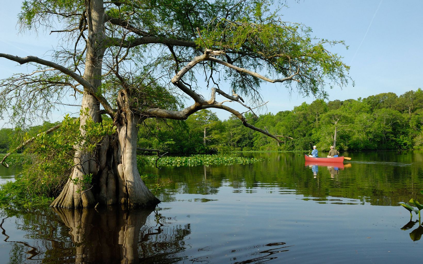 Two men paddle a red canoe through the flat, still water of Nassawango Creek. The foreground is dominated by a cypress tree with wide spreading branches.