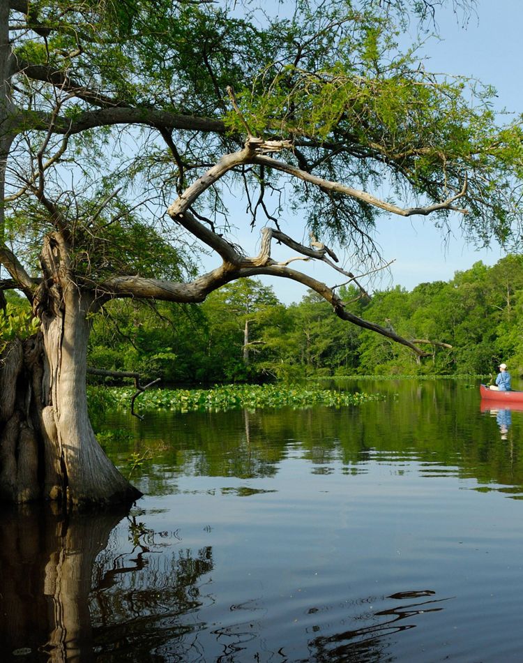 Cypress tree on Nassawango Creek