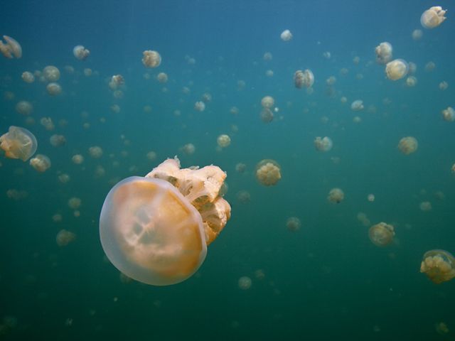 in jellyfish lake (a marine lake and popular tourist spot) in the rock islands, Palau