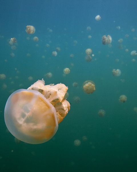 School of jellyfish viewed under water.