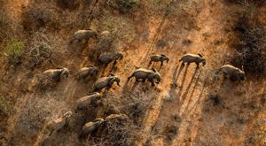 An aerial view features elephants walking across a dry landscape.