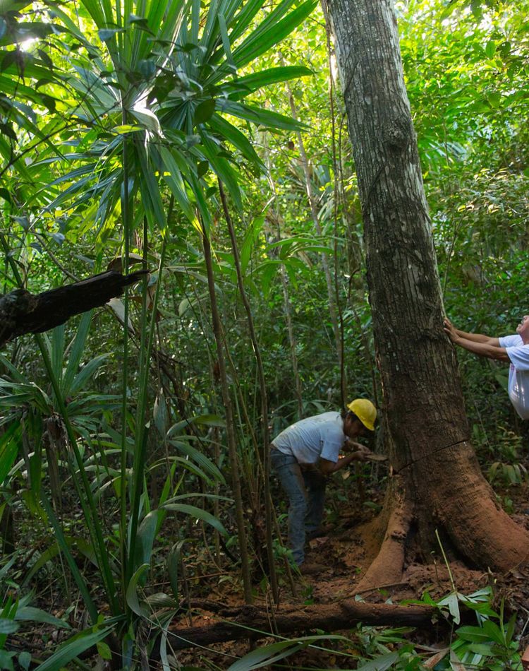 Un camino natural para la acción climática
