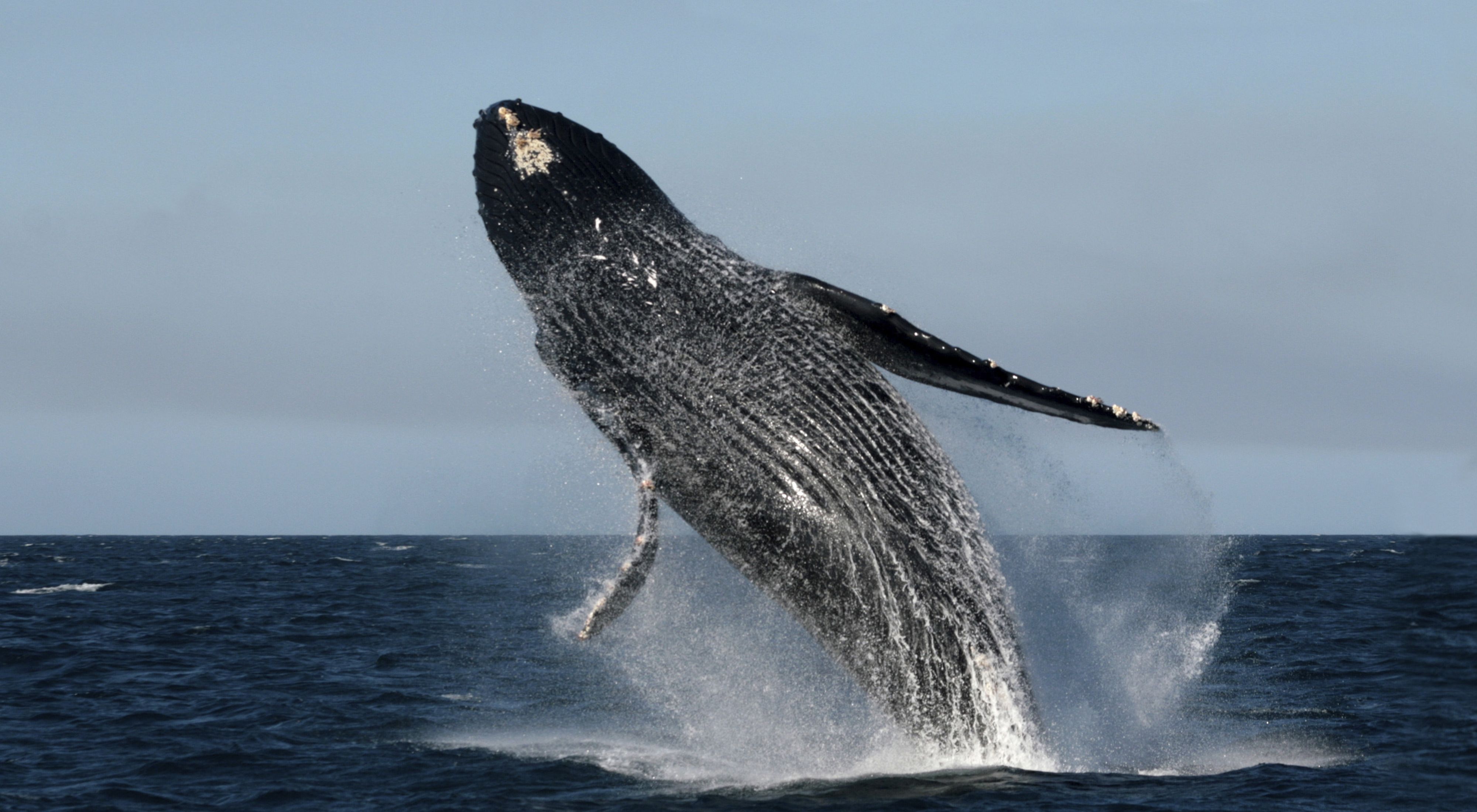 A male humpback whale (Megaptera novaeangliae) leaps acrobatically in a characteristic reproductive activity off the Pacific coast of Mexico’s Baja California Peninsula.