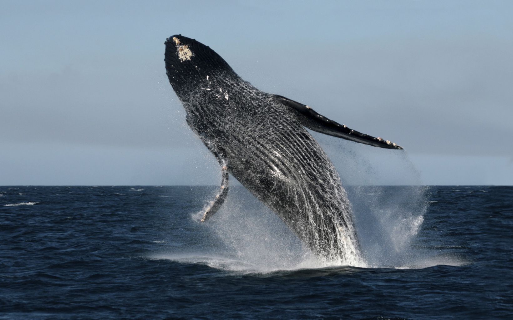 640 whale 