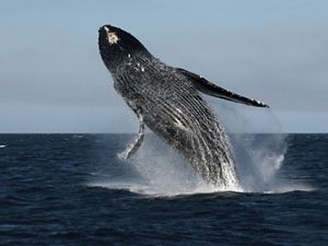 Humpback whale in Mexico's Baja California Peninsula