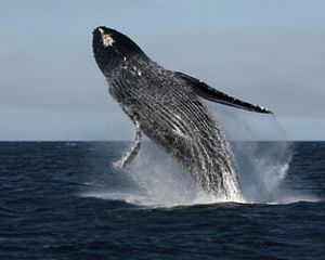 Humpback whale in Mexico's Baja California Peninsula