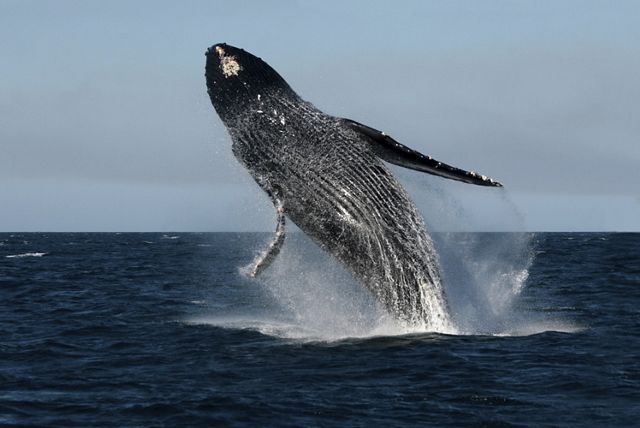A humpback whale breaching.