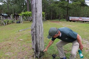 Jesse Wimberley points to the bottom of a tree that shows where a turpentine box was cut.
