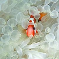 Red and black anemonefish in bleaching anemone.