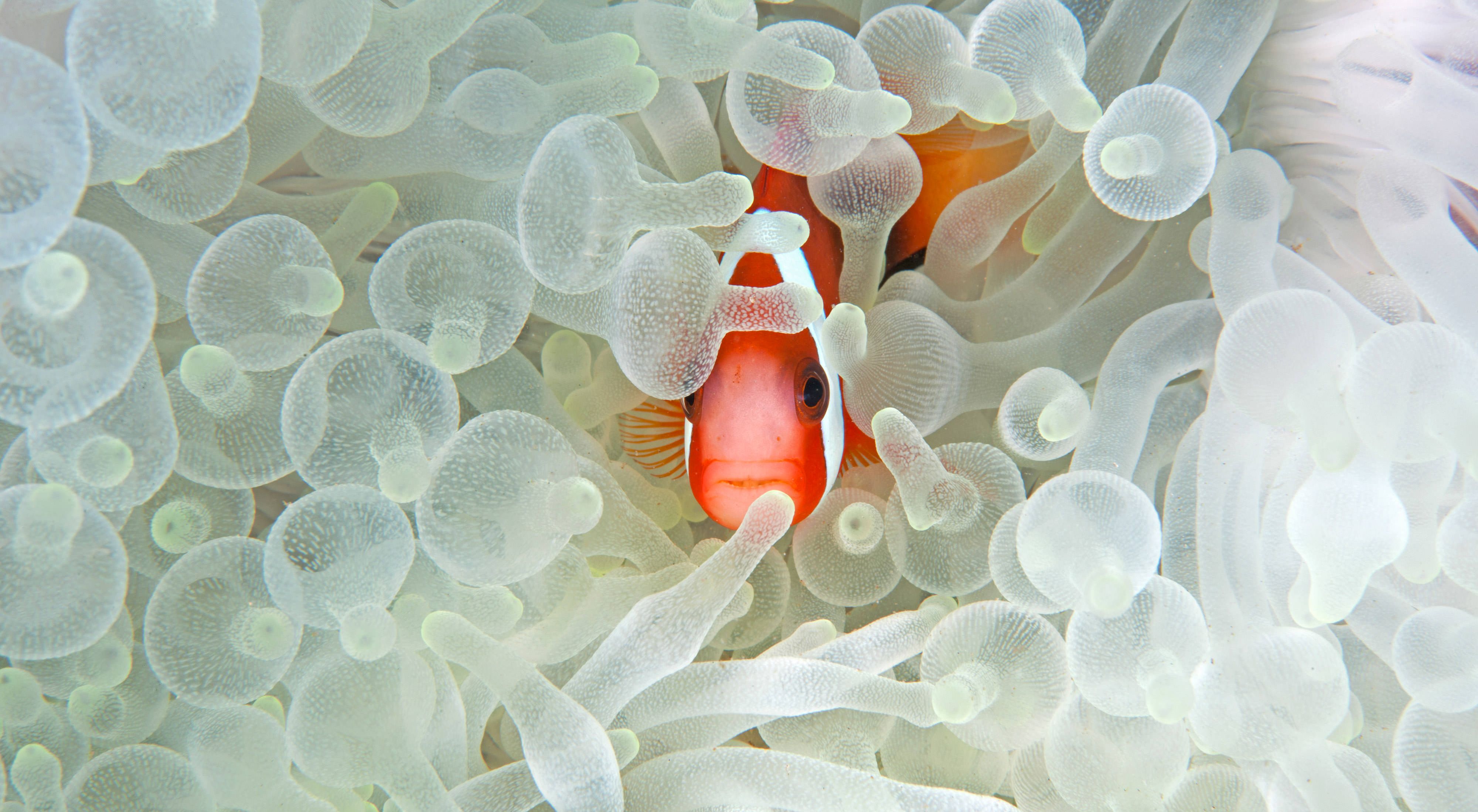 A fish peeks out from a coral.