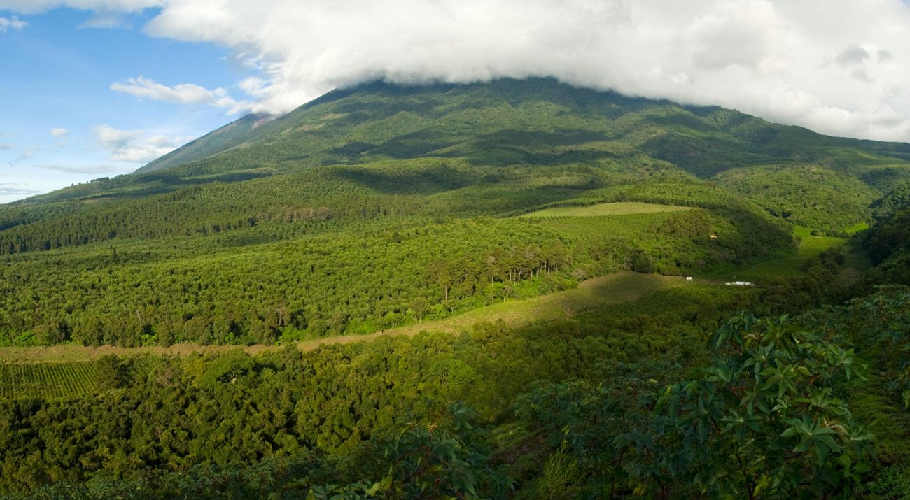 trees in Guatemala
