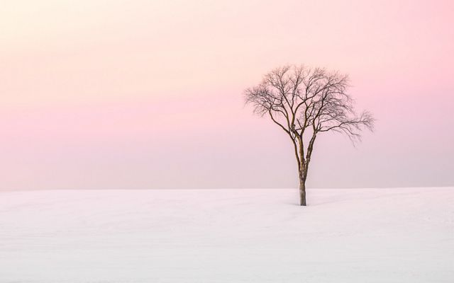 Lone bare tree in snow with pink-hued sky.