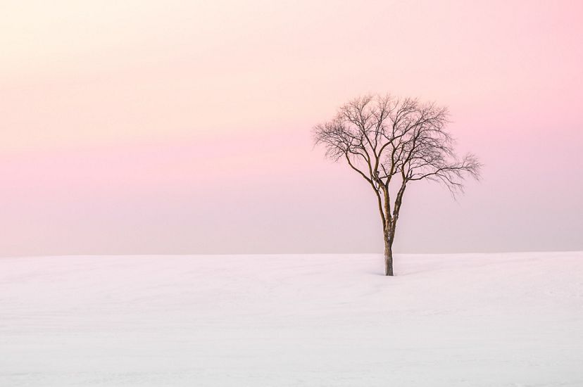 Lone bare tree in snow with pink-hued sky.