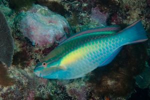 Facts About Parrotfish Coral Reefs