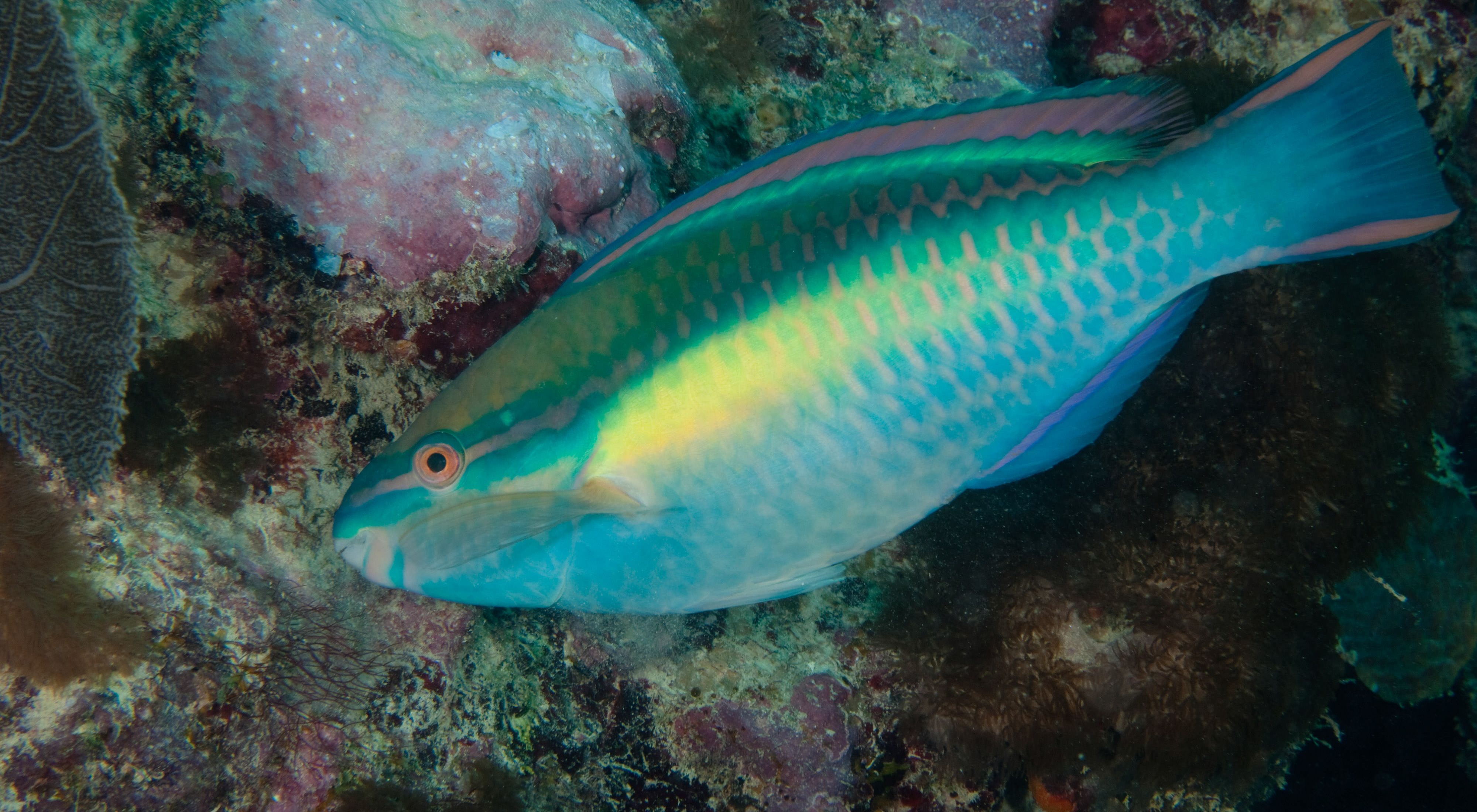 Side view of a parrotfish.