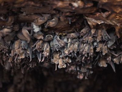 Hundreds of brown bats roost upside down, packed into a rocky cave.