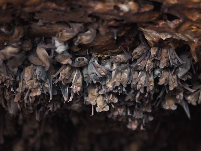 TNC and Bat Conservation International work together to prevent development on territories occupied by bats.